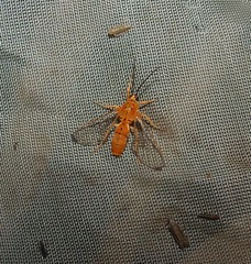 Isanthrene felderi