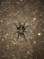 Aphonopelma anax