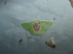 Nemoria astraea