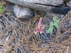 Ageratina paupercula