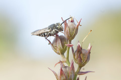 Coelioxys rufitarsis