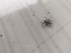 Menemerus bivittatus