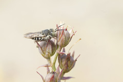 Coelioxys rufitarsis