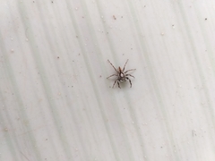 Menemerus bivittatus