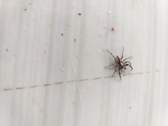 Menemerus bivittatus