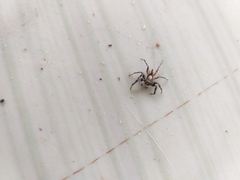 Menemerus bivittatus