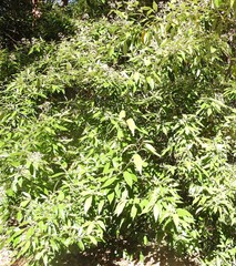 Argophyllum nullumense