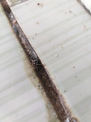 Menemerus bivittatus