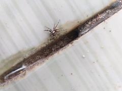 Menemerus bivittatus