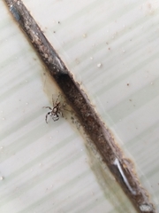 Menemerus bivittatus