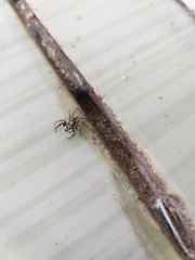 Menemerus bivittatus