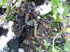 Scolopendra polymorpha