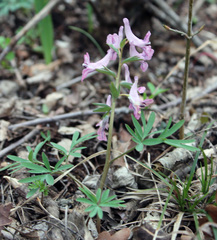 Corydalis tarkiensis