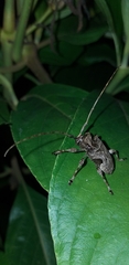 Lagocheirus araneiformis