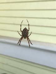 Araneus diadematus