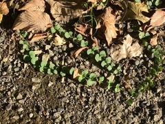 Lysimachia nummularia