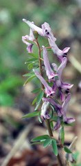 Corydalis tarkiensis