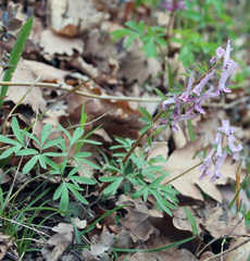 Corydalis tarkiensis