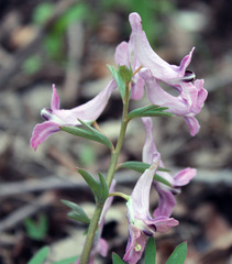 Corydalis tarkiensis