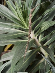 Cyclosa berlandi