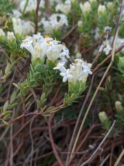 Pimelea glauca