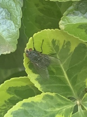Calliphora vicina