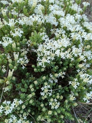 Pimelea glauca