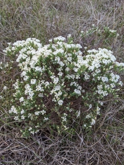 Pimelea glauca