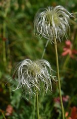 Clematis hirsutissima
