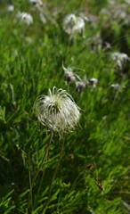 Clematis hirsutissima