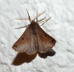 Crocallis auberti