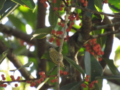 Picumnus exilis buffonii