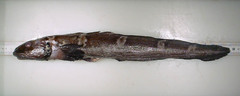 Esmark's Eelpout photo 4