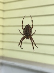 Araneus diadematus