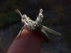 Dericorys carthagonovae