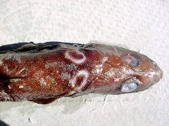 Esmark's Eelpout photo 3