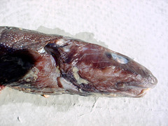 Esmark's Eelpout photo 5