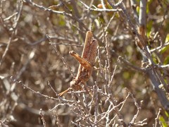 Dericorys carthagonovae