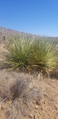 Nolineae