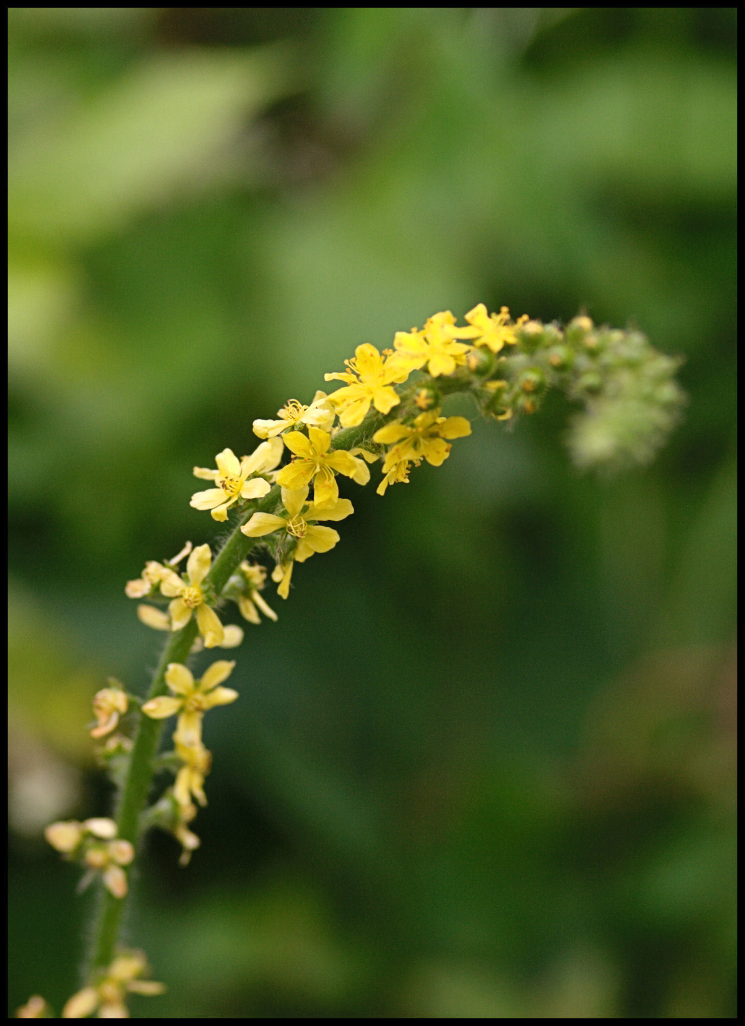 Agrimonia