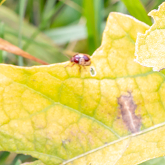Cryptocephalus mutabilis