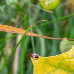 Cryptocephalus mutabilis