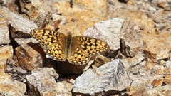 Speyeria egleis
