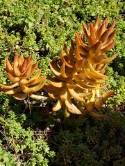 Sedum adolphi