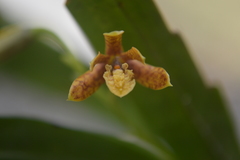 Prosthechea livida
