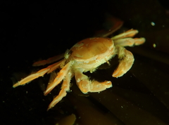 Fabia subquadrata