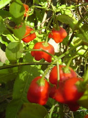 Capsicum baccatum
