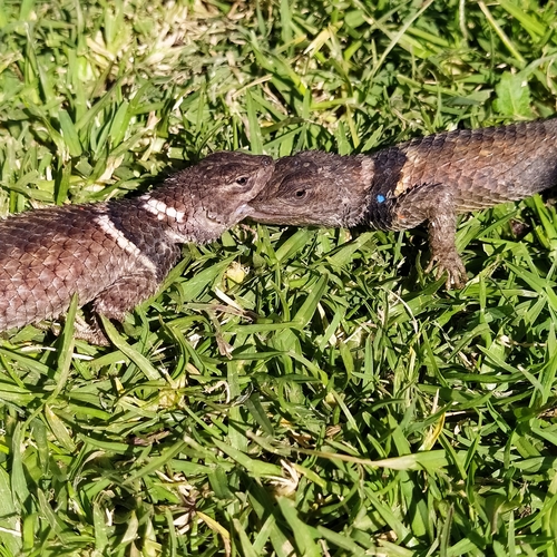 Central Cleft Lizard
