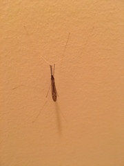 Brachypremna dispellens