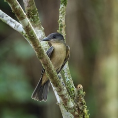 Anabacerthia